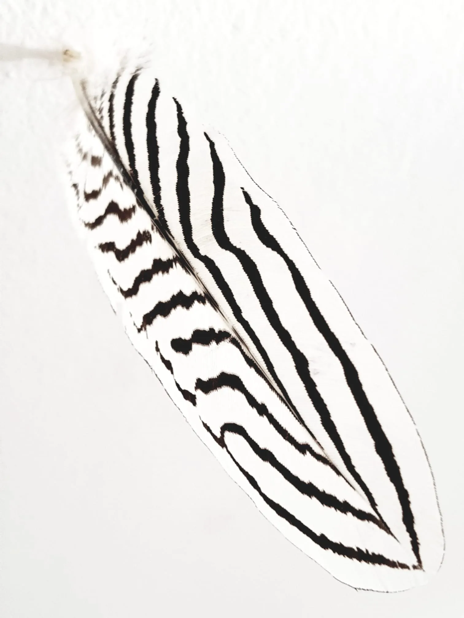 Christa Winter, Air Sculpture, Detail einer Feder