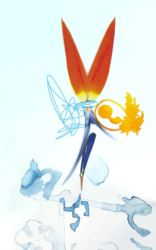 Christa Winter, Strelitzia, 2023