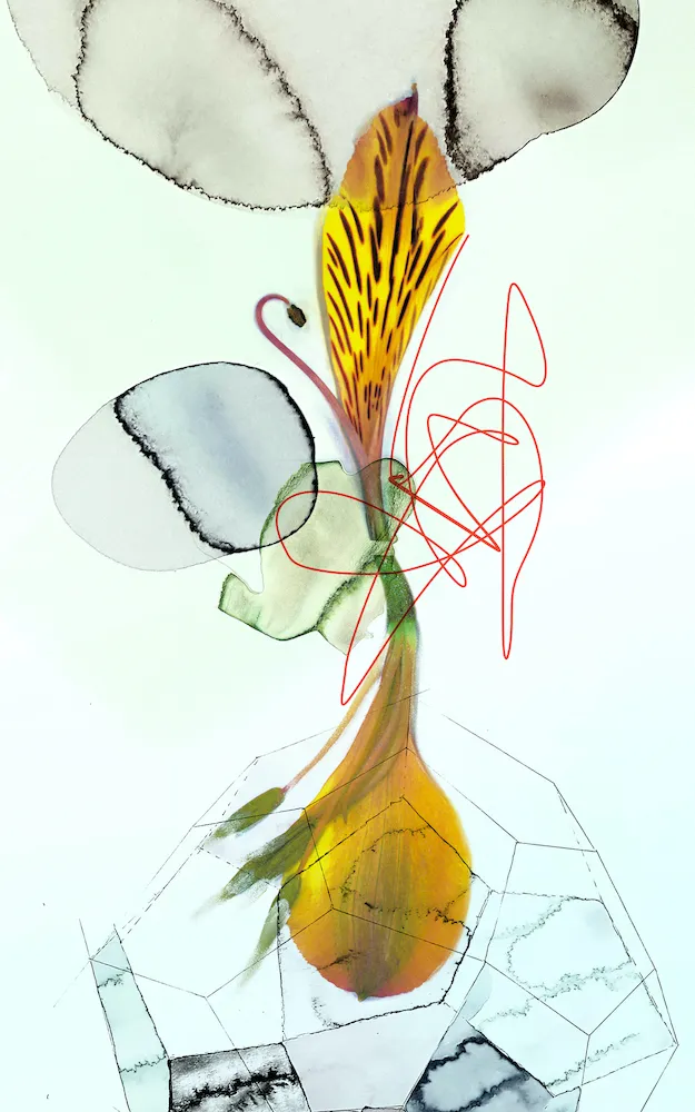 Christa Winter, Lilium, 2023