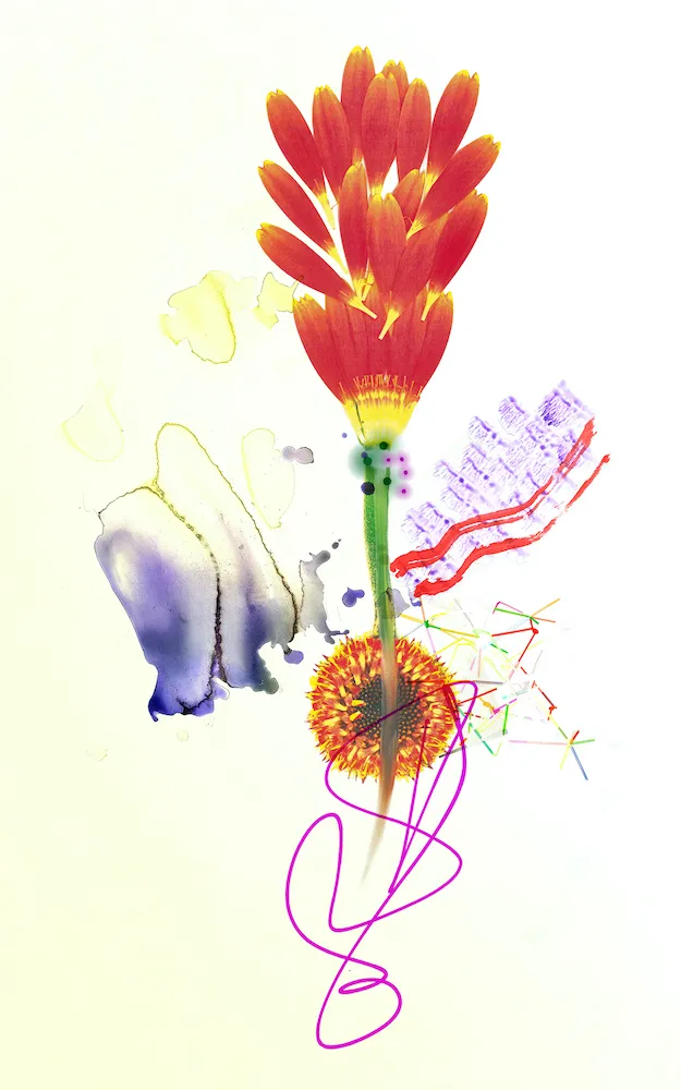 Christa Winter, Gerbera, 2023
