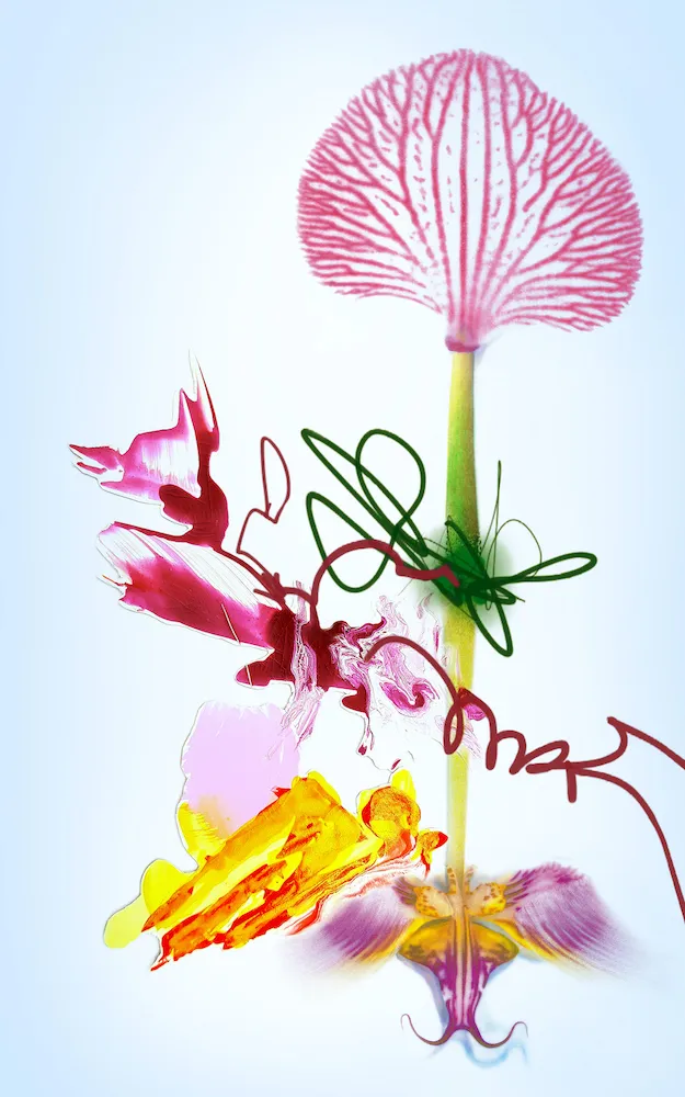 Christa Winter, Phaleonopsis, 2023